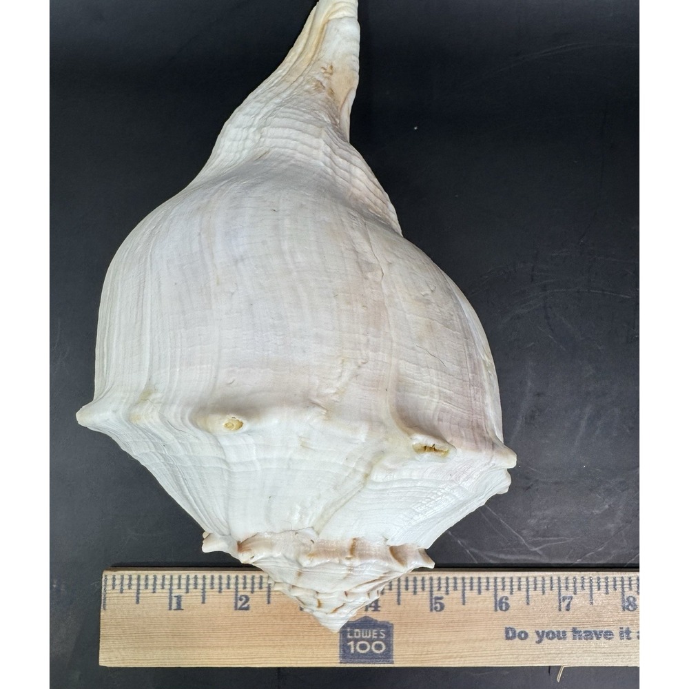 Large Natural Lightning Whelk Sea Shell 10.5" Coastal Beach Nautical Ocean Decor - Picture 11 of 12